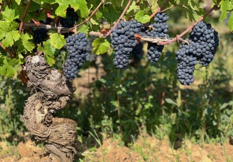 Commentaires 2023 by Bill Nanson